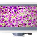 LCD Dijital Mikroskop D85L - Görsel 6
