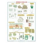 Bitkisel Dokular Levhası 70x100 cm
