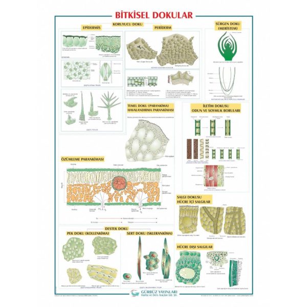 Bitkisel Dokular Levhası 70x100 cm