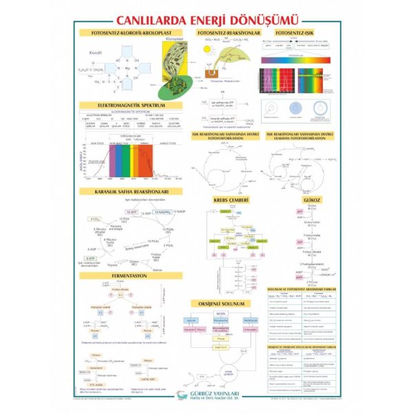 Canlılarda Enerji Dönüşümü Levhası 70x100 cm