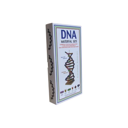 DNA Modeli Yapalım Deney Seti