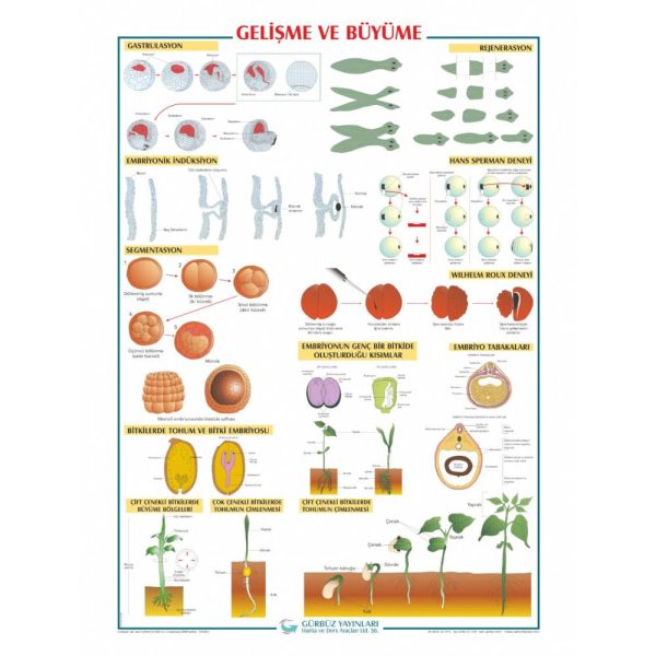 Gelişme ve Büyüme Levhası 70x100 cm