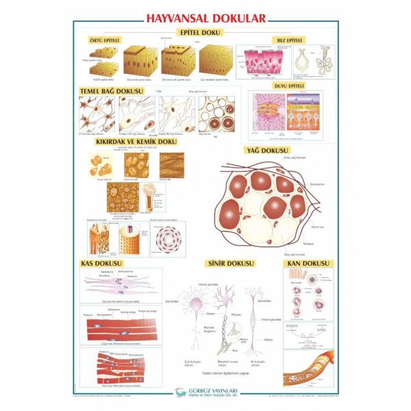 Hayvansal Dokular Levhası 70x100 cm
