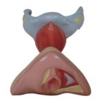 Kadın İç ve Dış Genital Organ Yapısı Modeli