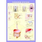 Anatomi Levhaları Seti 4 Adet 70x100 cm - Görsel 4