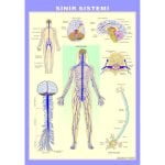 Sinir Sistemi Levhası 70x100 cm