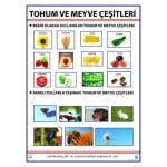 Tohum ve Meyve Çeşitleri Levhası 70x100 cm
