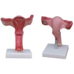 Uterus Modeli Büyük Boy