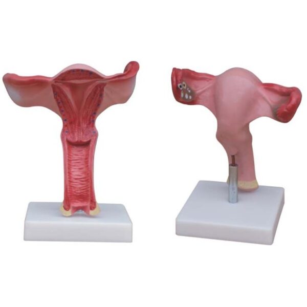 Uterus Modeli Büyük Boy