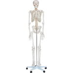 İnsan İskeleti Modeli 180 cm