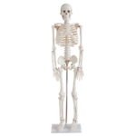 İnsan İskeleti Modeli 85 cm