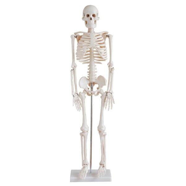 İnsan İskeleti Modeli 85 cm
