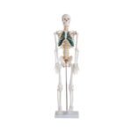 İnsan İskeleti Modeli Spinal Sinirli 85 cm