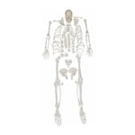 Parçalı İnsan İskeleti ve Kafatası Kemikleri Seti - Görsel 2