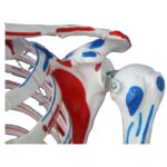 İnsan İskeleti Modeli Kaslı ve Ligamentli 180 cm - Görsel 2