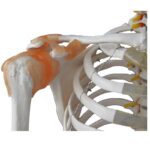 İnsan İskeleti Modeli Kaslı ve Ligamentli 180 cm - Görsel 3