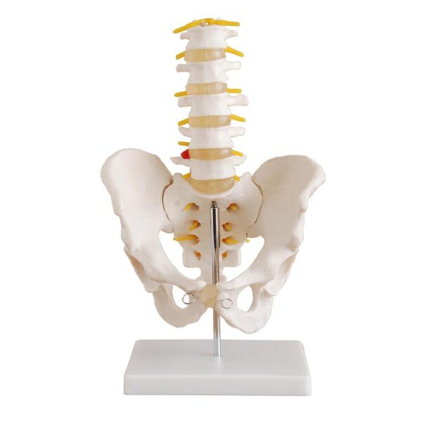 Omurga ve Kalça (Pelvisli 5 Li Lumbar Vertebra) Modeli