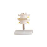 Lumbar Vertebra Modeli 2 Omurlu
