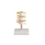 Lumbar Vertebra Modeli 3 Omurlu