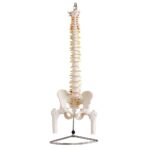 Omurga ve Kalça (Pelvisli ve Femur Başlı Vertebra) Modeli 75 cm