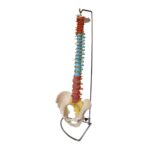 Didaktik Omurga ve Kalça (Pelvisli Vertebra) Modeli 75 cm