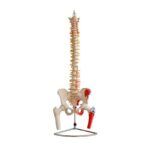Omurga ve Kalça (Kas Bölgeleri İşaretlenmiş Pelvisli ve Femur Başlı Vertebra) Modeli 75 cm
