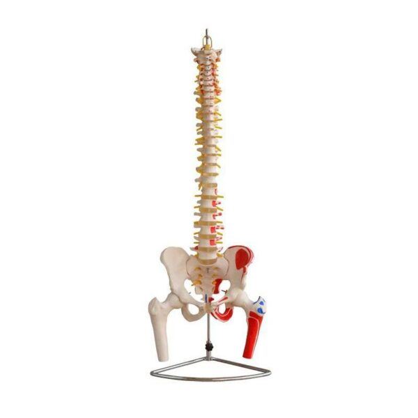 Omurga ve Kalça (Kas Bölgeleri İşaretlenmiş Pelvisli ve Femur Başlı Vertebra) Modeli 75 cm