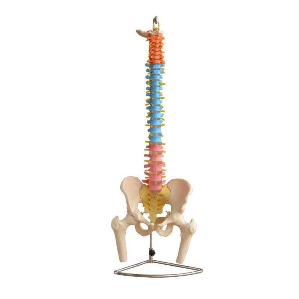 Didaktik Omurga ve Kalça (Pelvisli ve Femur Başlı Vertebra) Modeli 75 cm