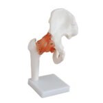 Kalça Eklemi Ligamentli Modeli
