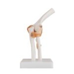 Dirsek Eklemi Ligamentli Modeli
