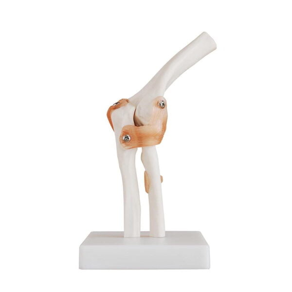 Dirsek Eklemi Ligamentli Modeli