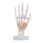 El Eklemi Ligamentli Modeli