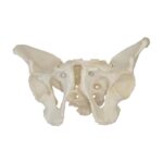 Yetişkin Erkek Pelvis Modeli