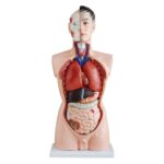 Erkek Torso Modeli 85 cm 19 Parça
