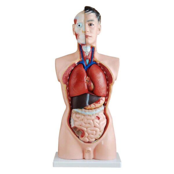 Erkek Torso Modeli 85 cm 19 Parça