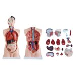 Erkek Torso Modeli 85 cm 19 Parça - Görsel 4