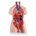 Unisex (Erkek-Kadın) Torso Modeli 85 cm 23 Parça - Görsel 2