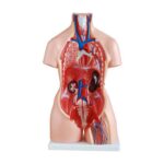 Trisex (Erkek-Kadın-Genital Organsız) Torso Modeli 85 cm 21 Parça - Görsel 2