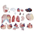 Trisex (Erkek-Kadın-Genital Organsız) Torso Modeli 85 cm 21 Parça - Görsel 4
