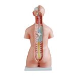 Trisex (Erkek-Kadın-Genital Organsız) Torso Modeli 85 cm 21 Parça - Görsel 3