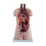 Sexless (Cinsiyetsiz) Torso Modeli 85 cm 20 Parça - Görsel 2