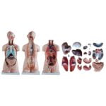 Sexless (Cinsiyetsiz) Torso Modeli 85 cm 20 Parça - Görsel 5