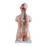 Sexless (Cinsiyetsiz) Torso Modeli 85 cm 20 Parça - Görsel 3