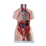 Unisex (Erkek-Kadın) Torso Modeli 85 cm 40 Parça - Görsel 2