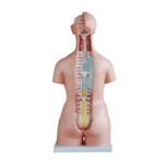 Unisex (Erkek-Kadın) Torso Modeli 85 cm 40 Parça - Görsel 3