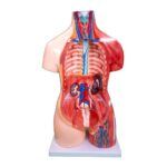 Unisex (Erkek-Kadın) Kaslı Torso Modeli 85 cm 30 Parça - Görsel 2