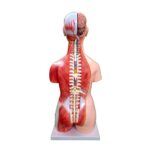 Unisex (Erkek-Kadın) Kaslı Torso Modeli 85 cm 30 Parça - Görsel 3