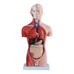 Erkek Torso Modeli 42 cm 13 Parça
