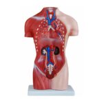 Kadın Torso Modeli 42 cm 15 Parça - Görsel 2