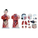 Kadın Torso Modeli 42 cm 15 Parça - Görsel 3